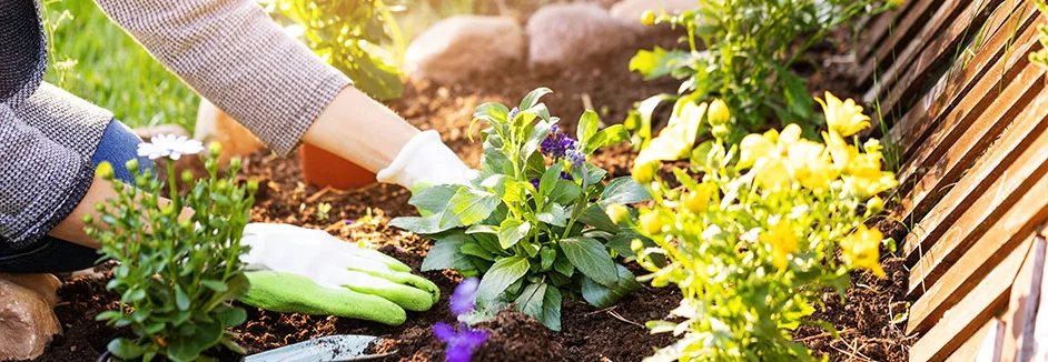 Person pflanzt Blumen ein